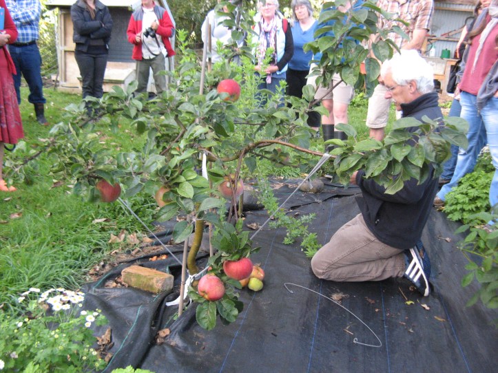 Stefan Sobkowiak training an apple tree with ropes