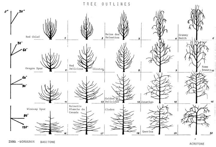illustration of a range of apple typologies based on natural branch angle and basitonic vs acrontonic tendency