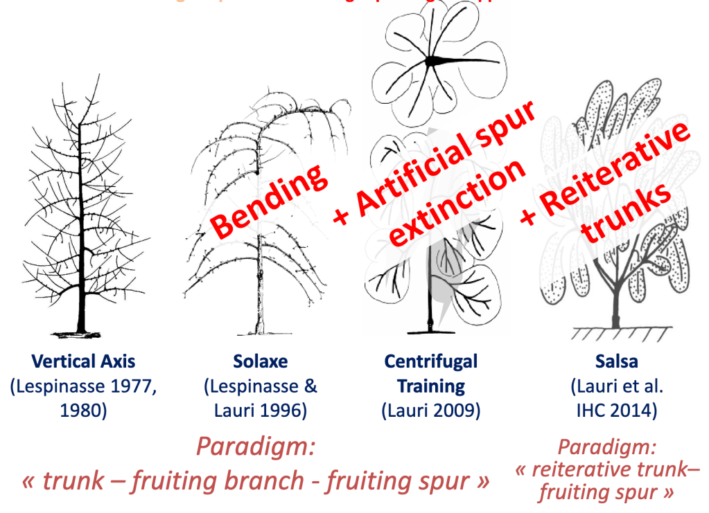 two training & pruning paradigms depending on architecture of fruit tree. If type IV (reiterative trunks), then SALSA method of training & pruning
