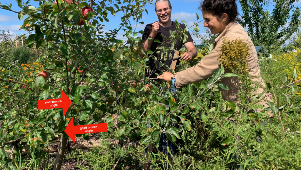 picture of two people bending the branch of an apple tree to bend to a horizontal angle