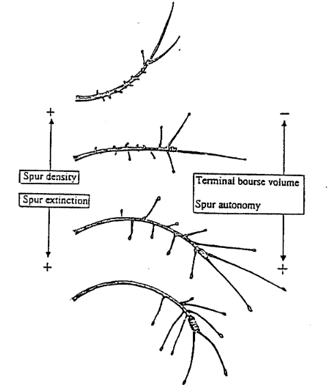 image of four branches, two illustrating increasing level of spur density, two with natural spur extinction
