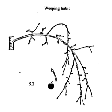 illustration of the fruiting branch of a weeping variety of apple