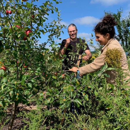 two people bending the branch of an apple tree to a more horizontal angle to train it