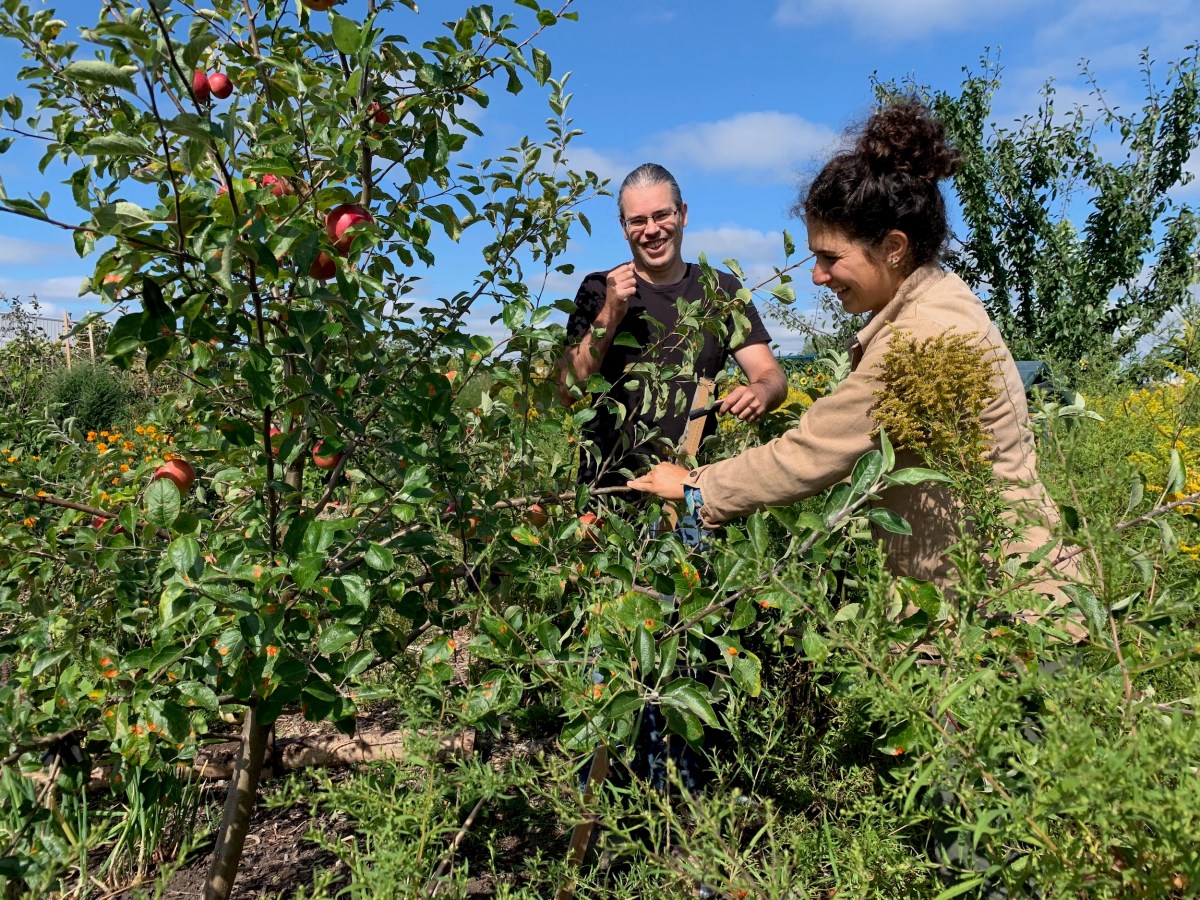 Training fruit trees