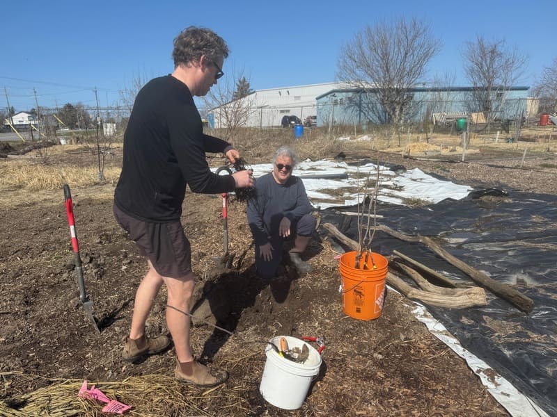 Josh and Sean planting bareroot Persimmon trees