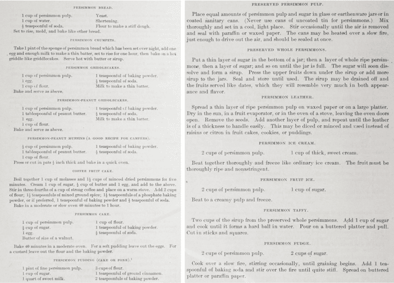 recipes for cooking with and preserving persimmons from the 1923 Farmer's Bulletin including persimmon bread, persimmon crumpets, persimmon griddlecakes, persimmon-peanut muffins, persimmon cake, persimmon ice cream, persimmon leather, and persimmon pulp
